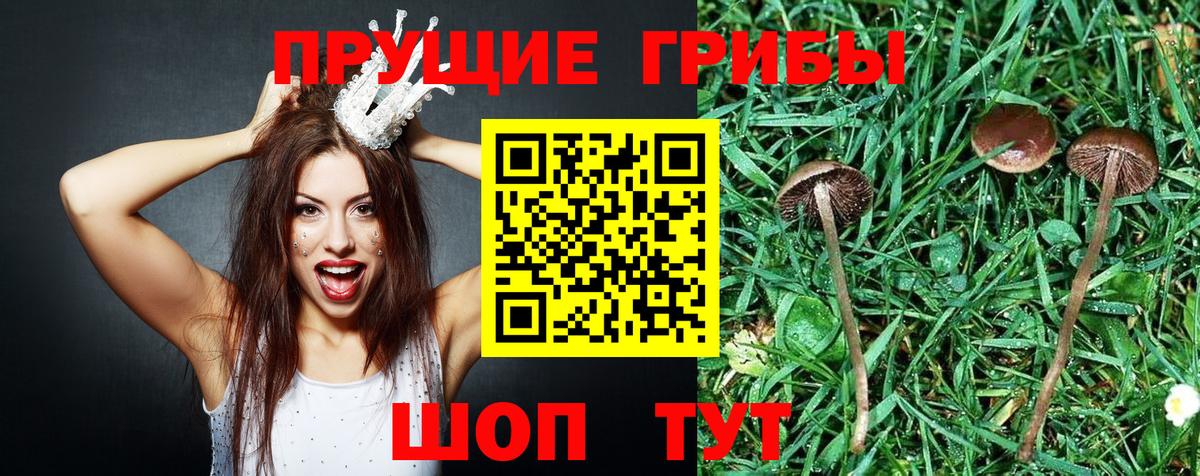 Псилоцибиновые грибы Psilocybe Щёкино